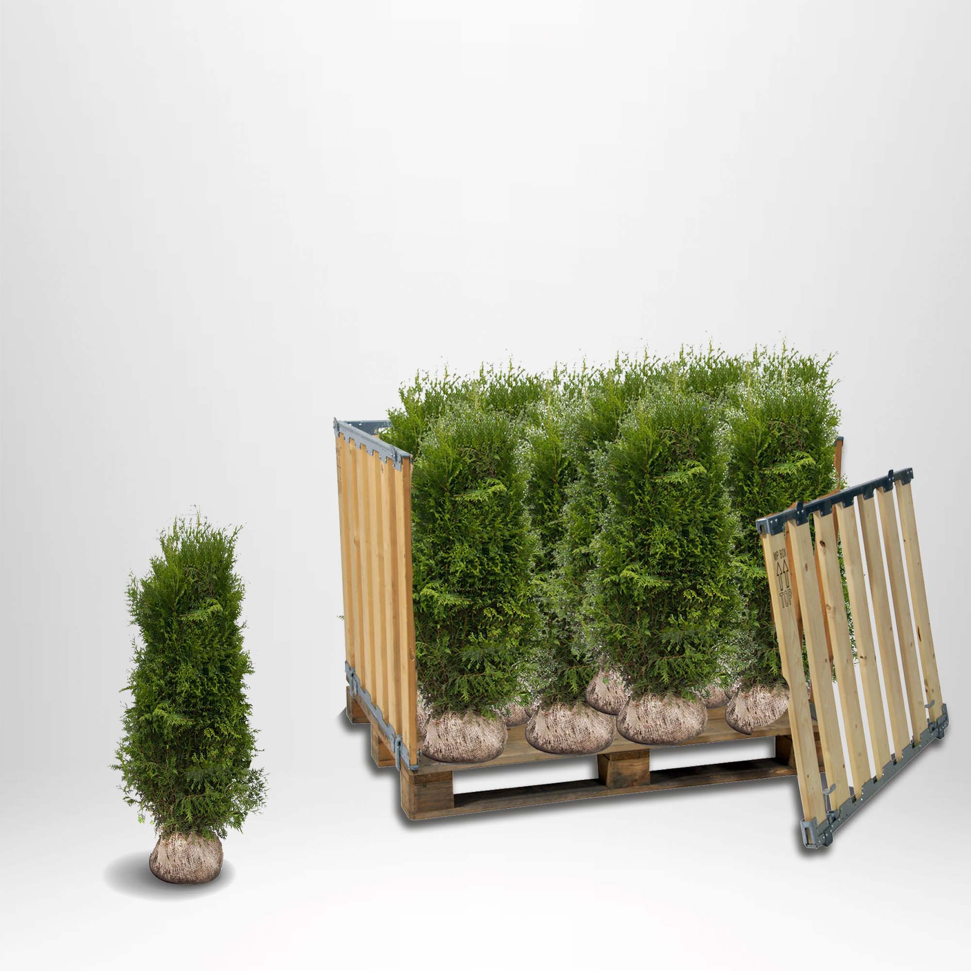 Storpakke - Thuja Brabant, 100-120 cm, Rotkule - Landscape Q - Gratis Frakt